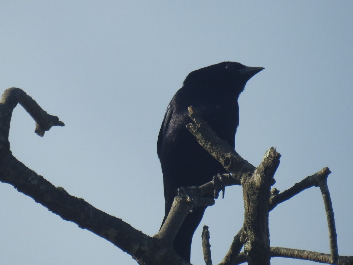 テリバネコウウチョウ - ML646762163