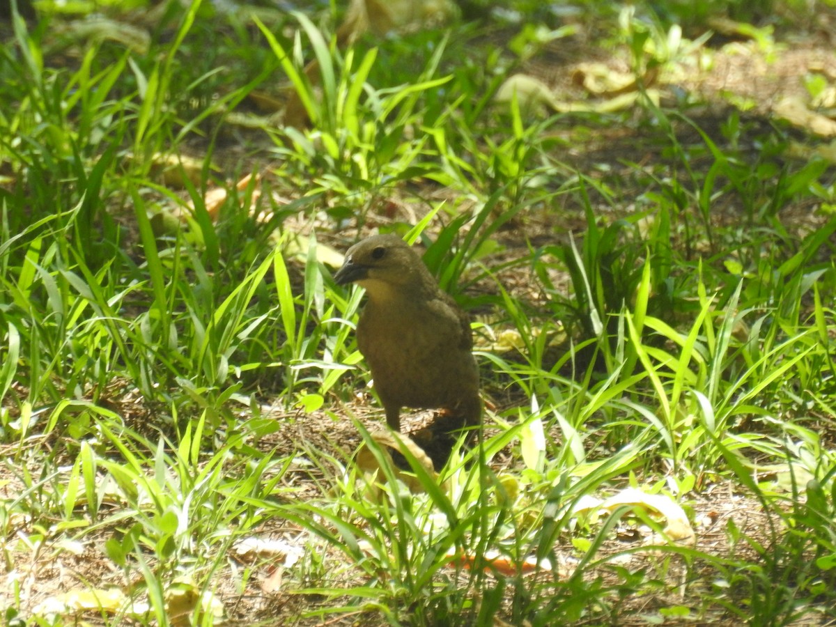 テリバネコウウチョウ - ML646762164