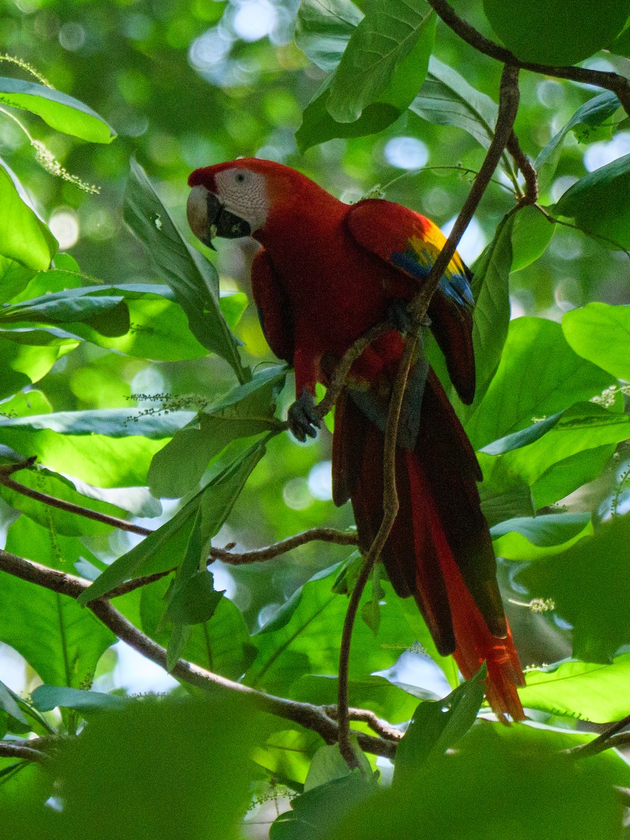 コンゴウインコ - ML646762165