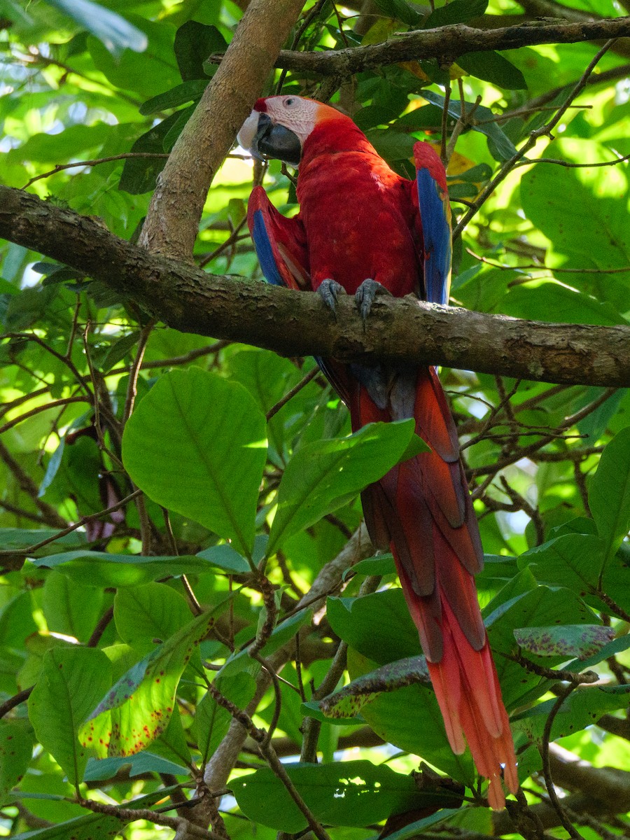 コンゴウインコ - ML646762166