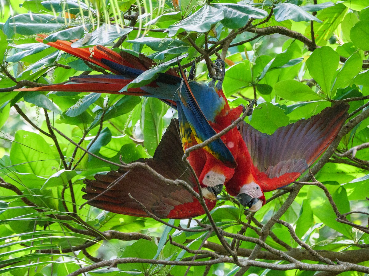 コンゴウインコ - ML646762167