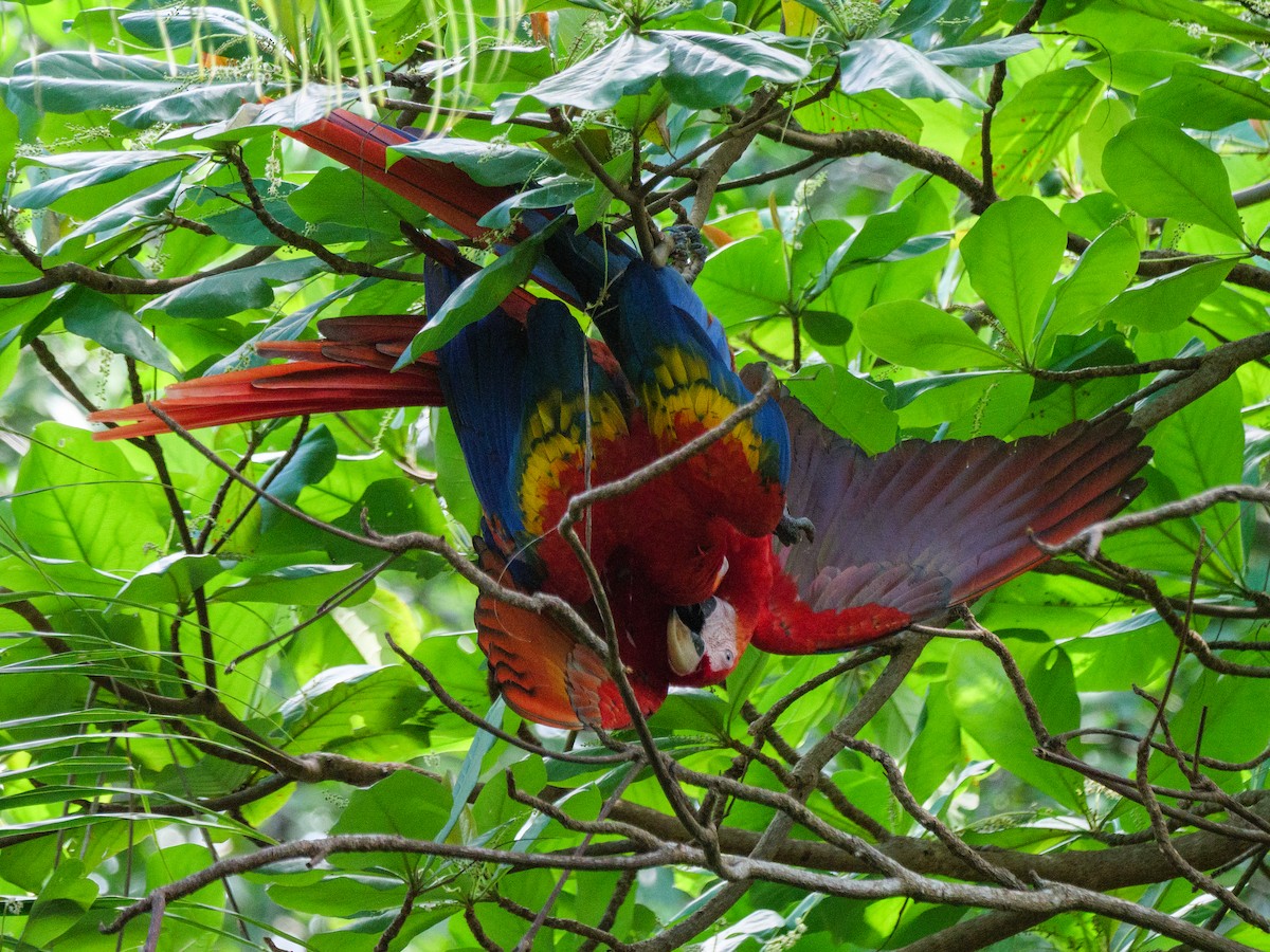 コンゴウインコ - ML646762168