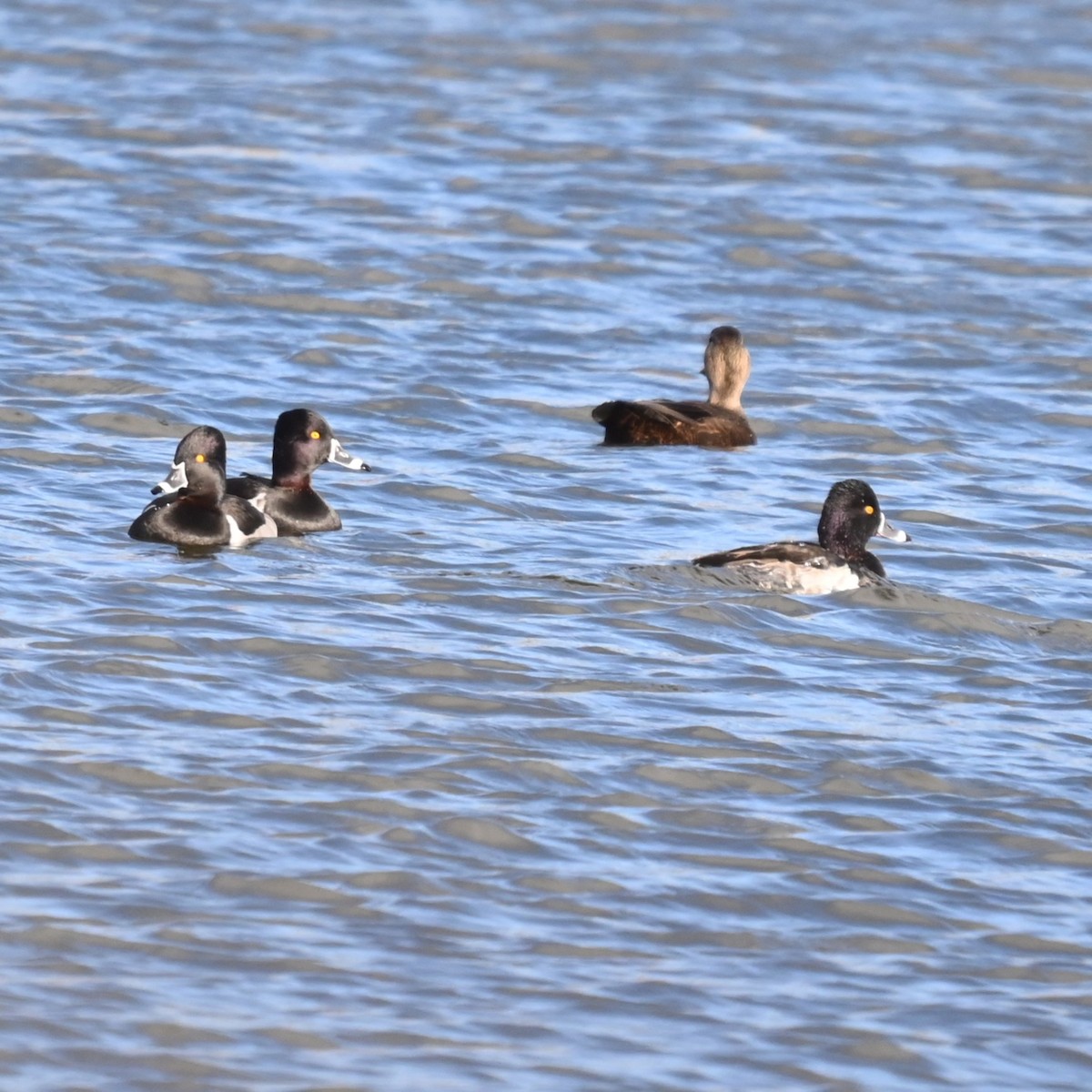 Porrón Acollarado - ML646762169