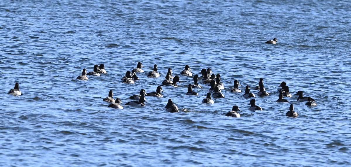 Porrón Acollarado - ML646762170