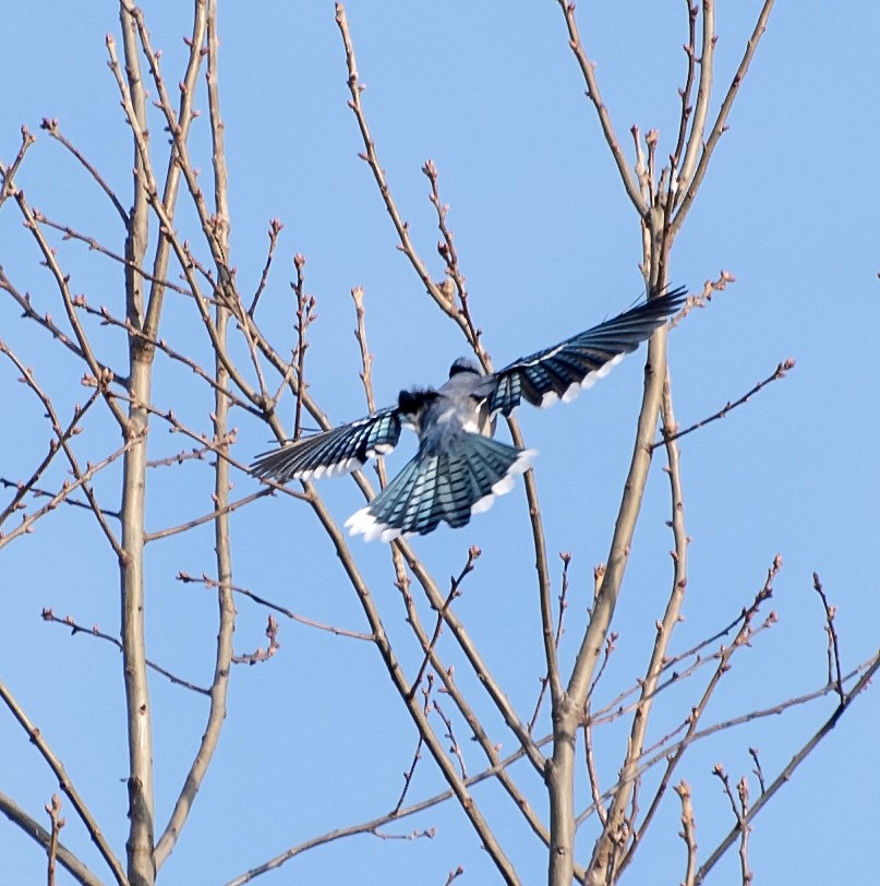 Blue Jay - ML646762171