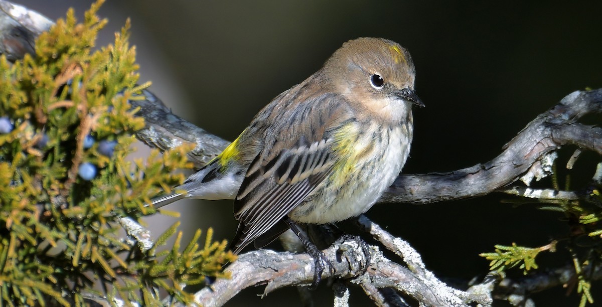 Yellow-rumped Warbler - ML646762173