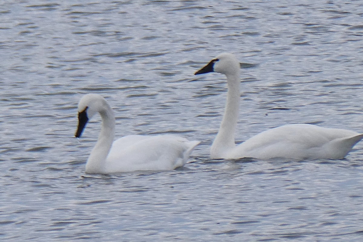 Cigno minore - ML646762174