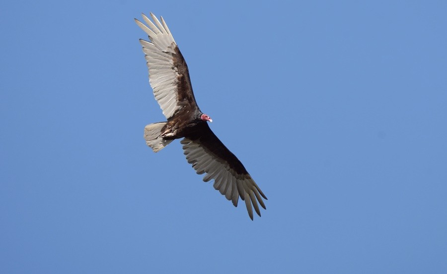 Turkey Vulture - ML646762179