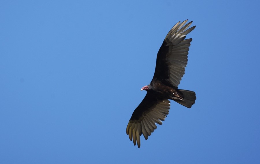 Turkey Vulture - ML646762180