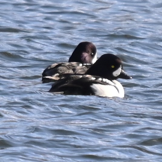 キタホオジロガモ - ML646762181