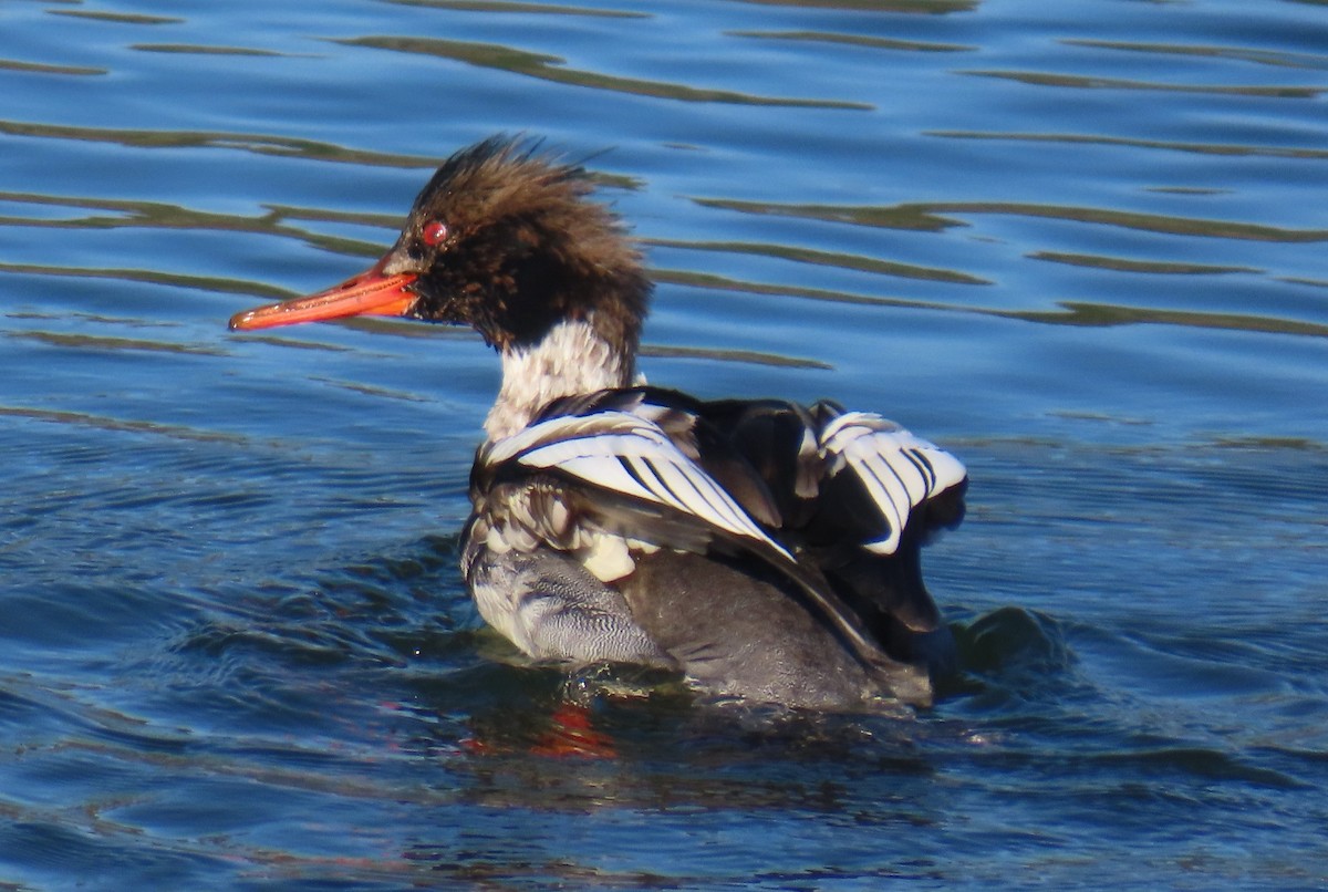 Serreta Mediana - ML646762182