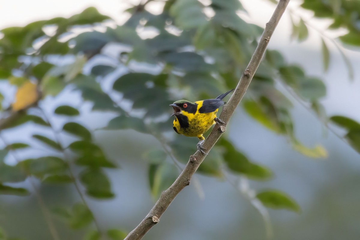 Gelbbauchpitpit - ML646762184