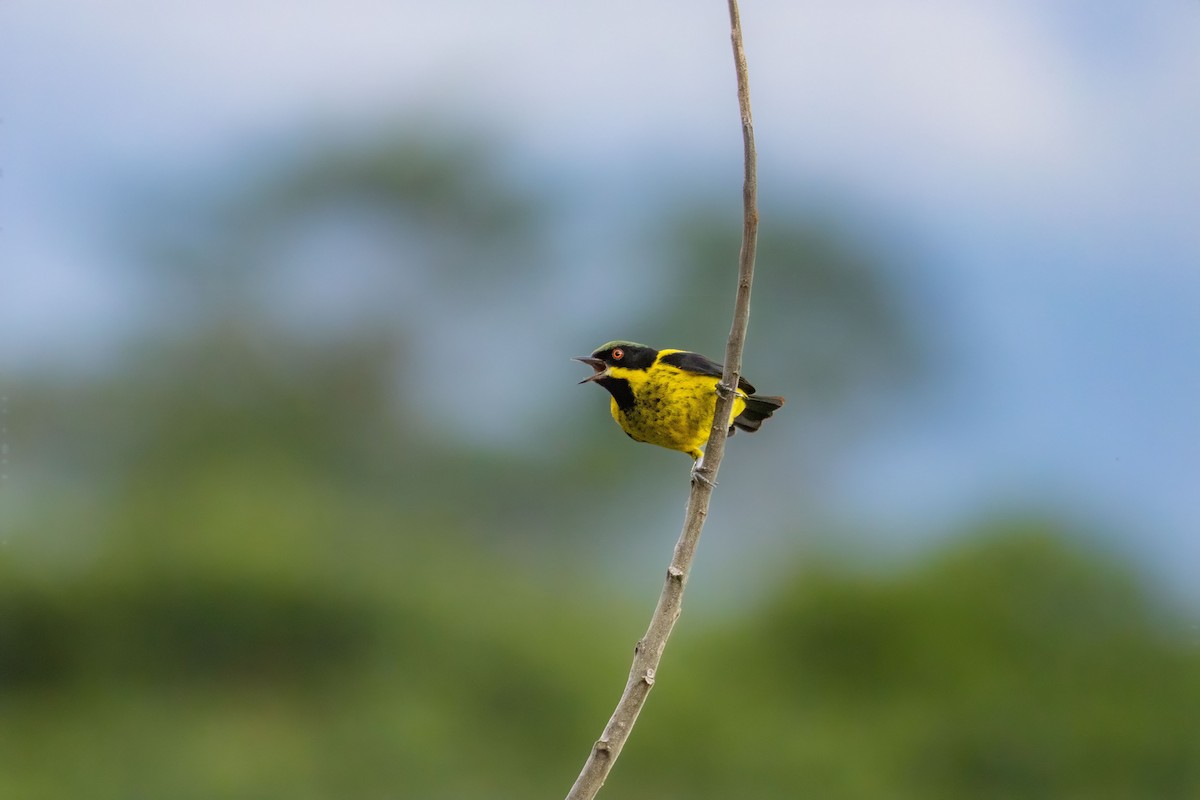 Gelbbauchpitpit - ML646762185