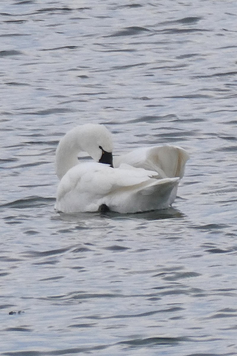 Cigno minore - ML646762186