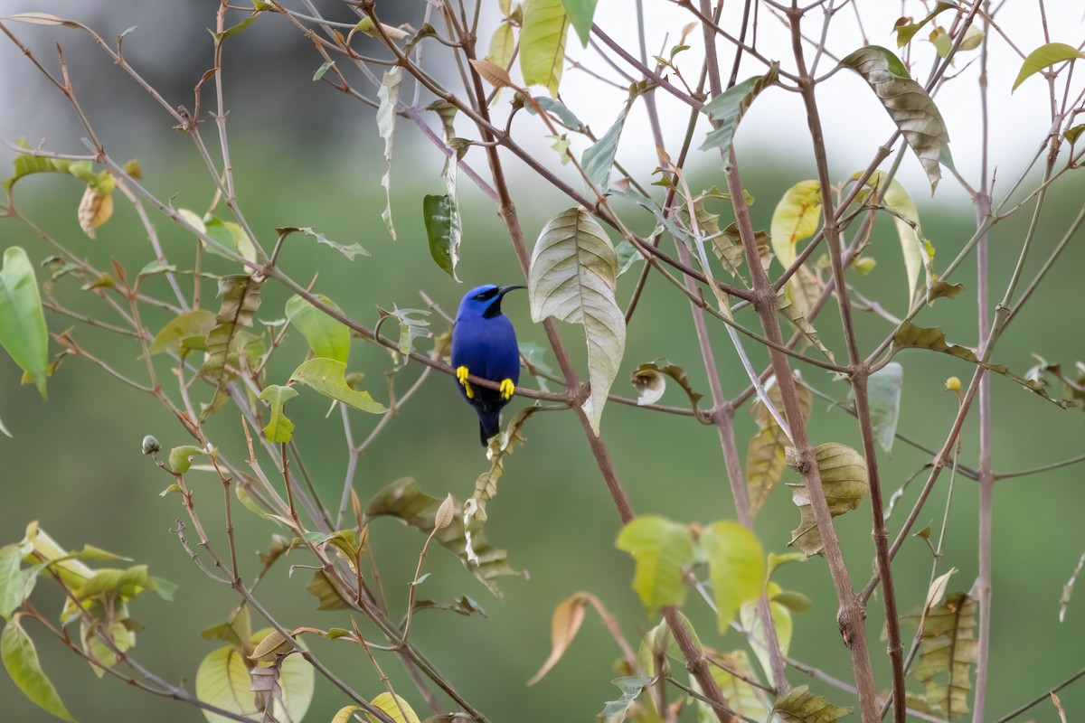 Kobaltnaschvogel - ML646762188