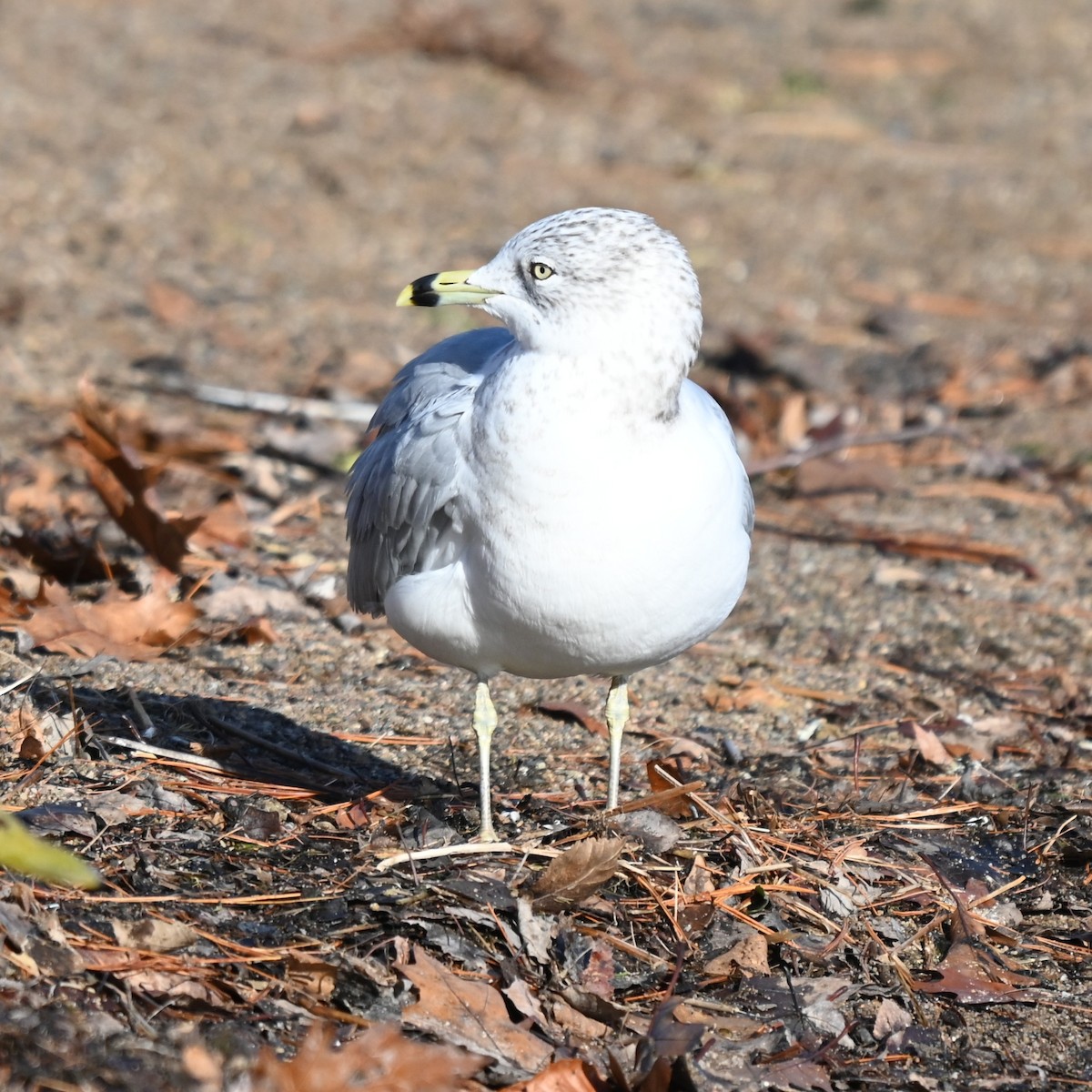 Gaviota de Delaware - ML646762190
