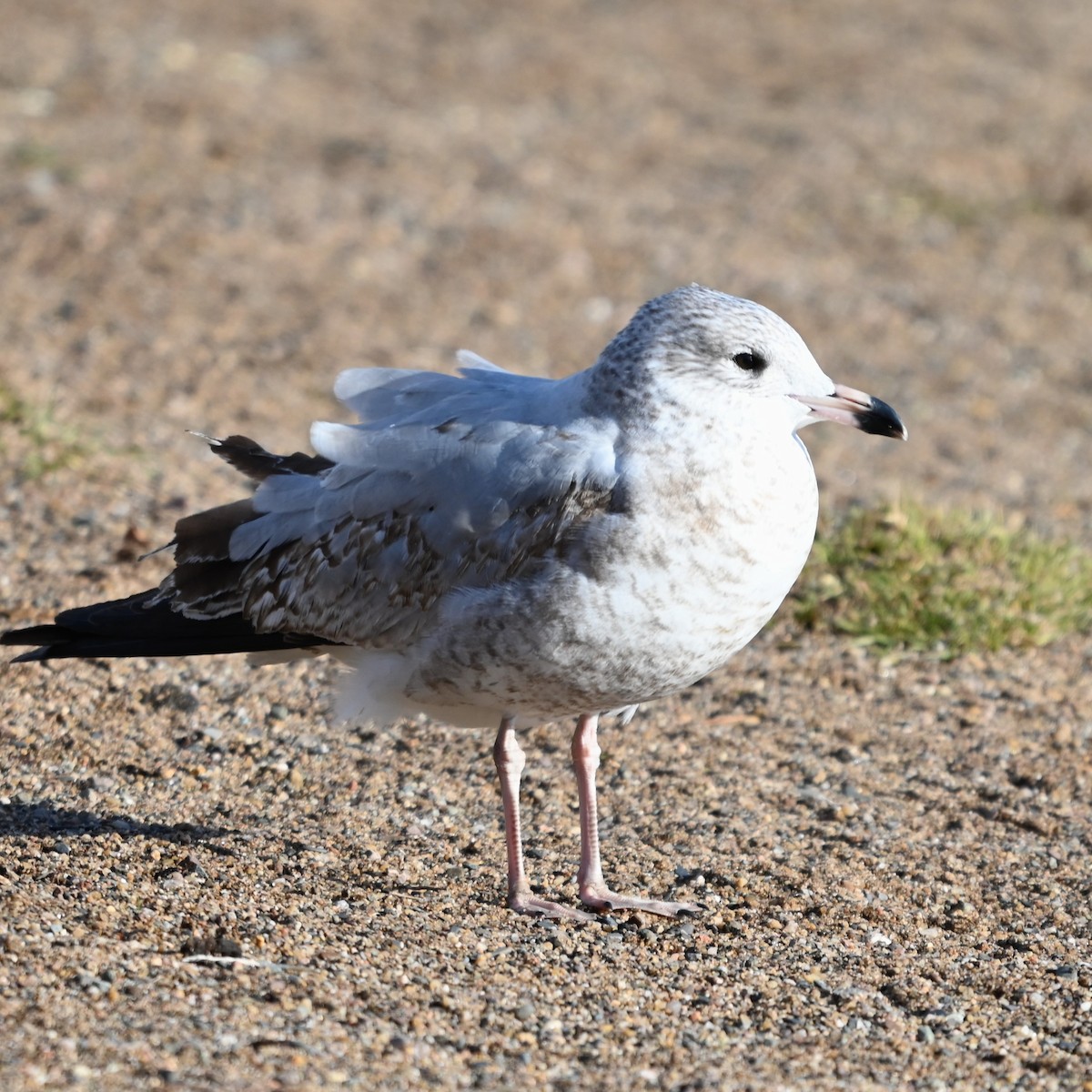 Gaviota de Delaware - ML646762191