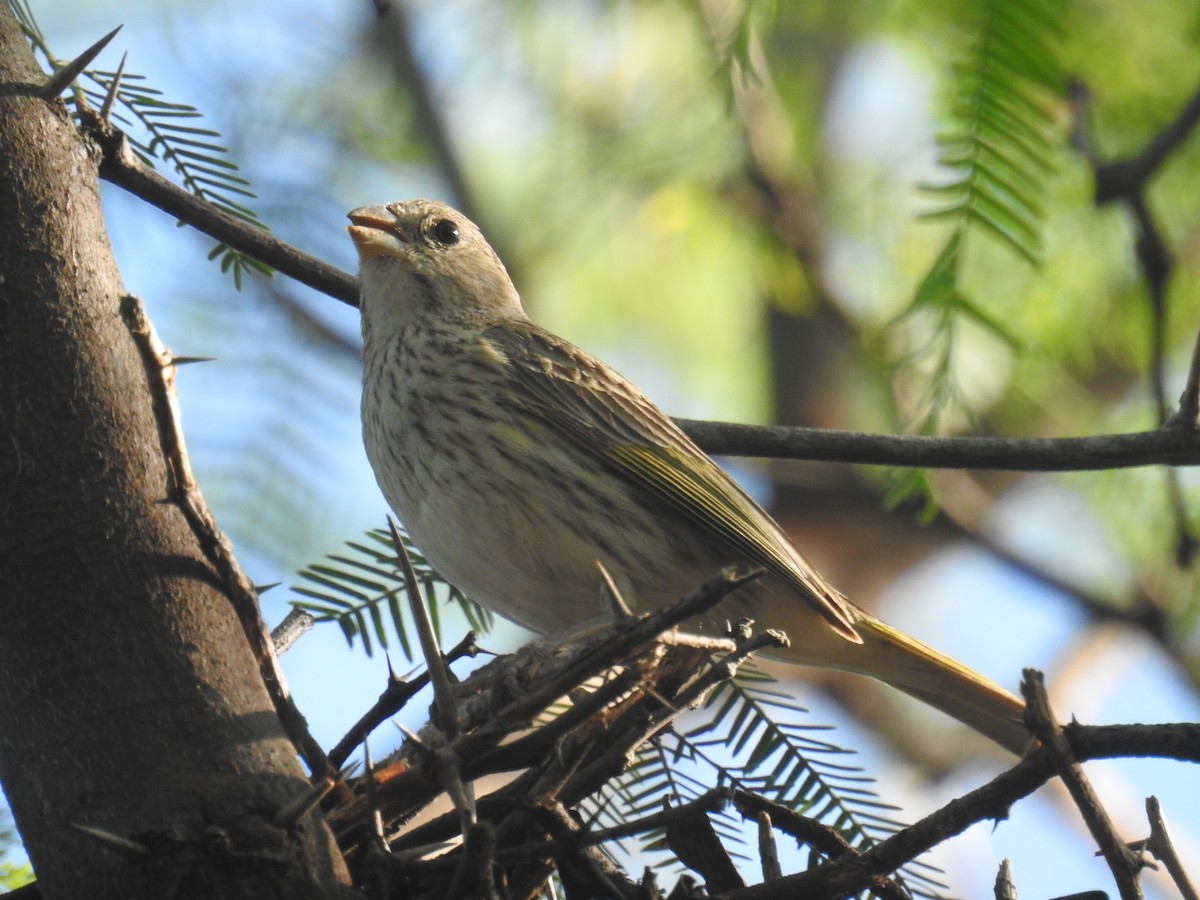 キンノジコ - ML646762192