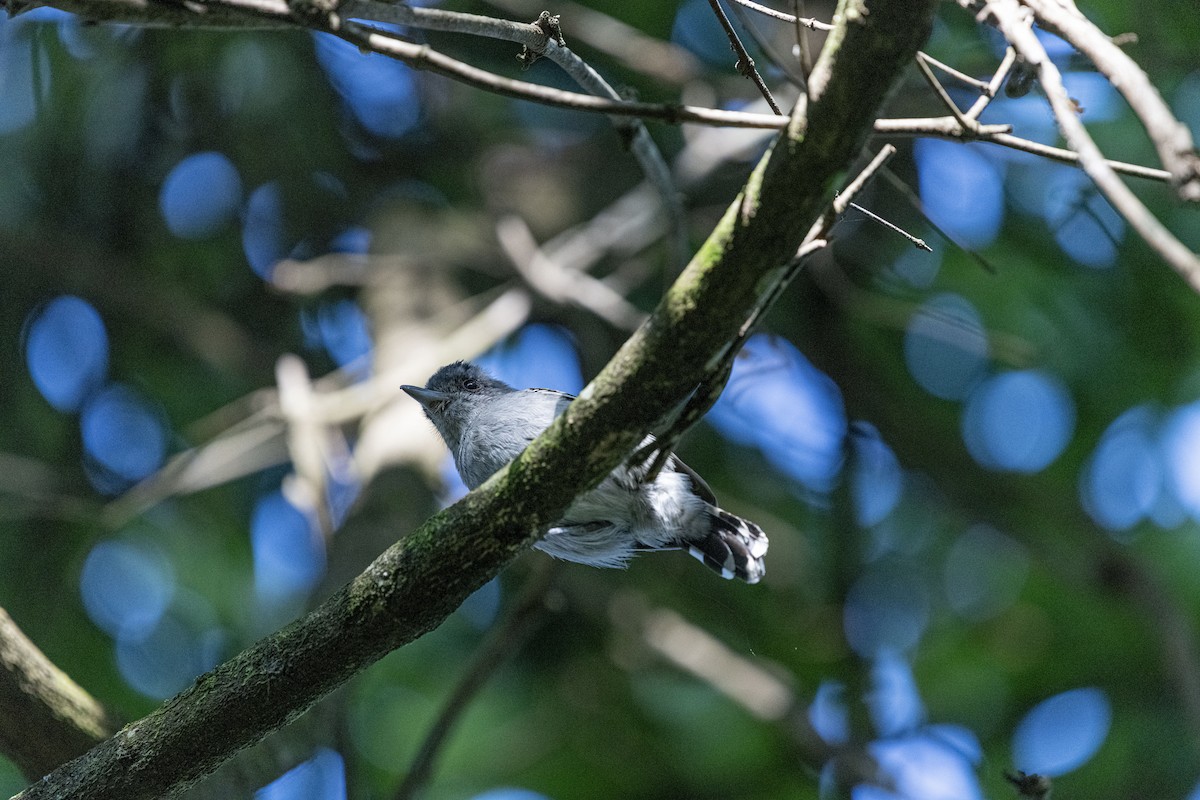 Planalto Slaty-Antshrike - ML646762193