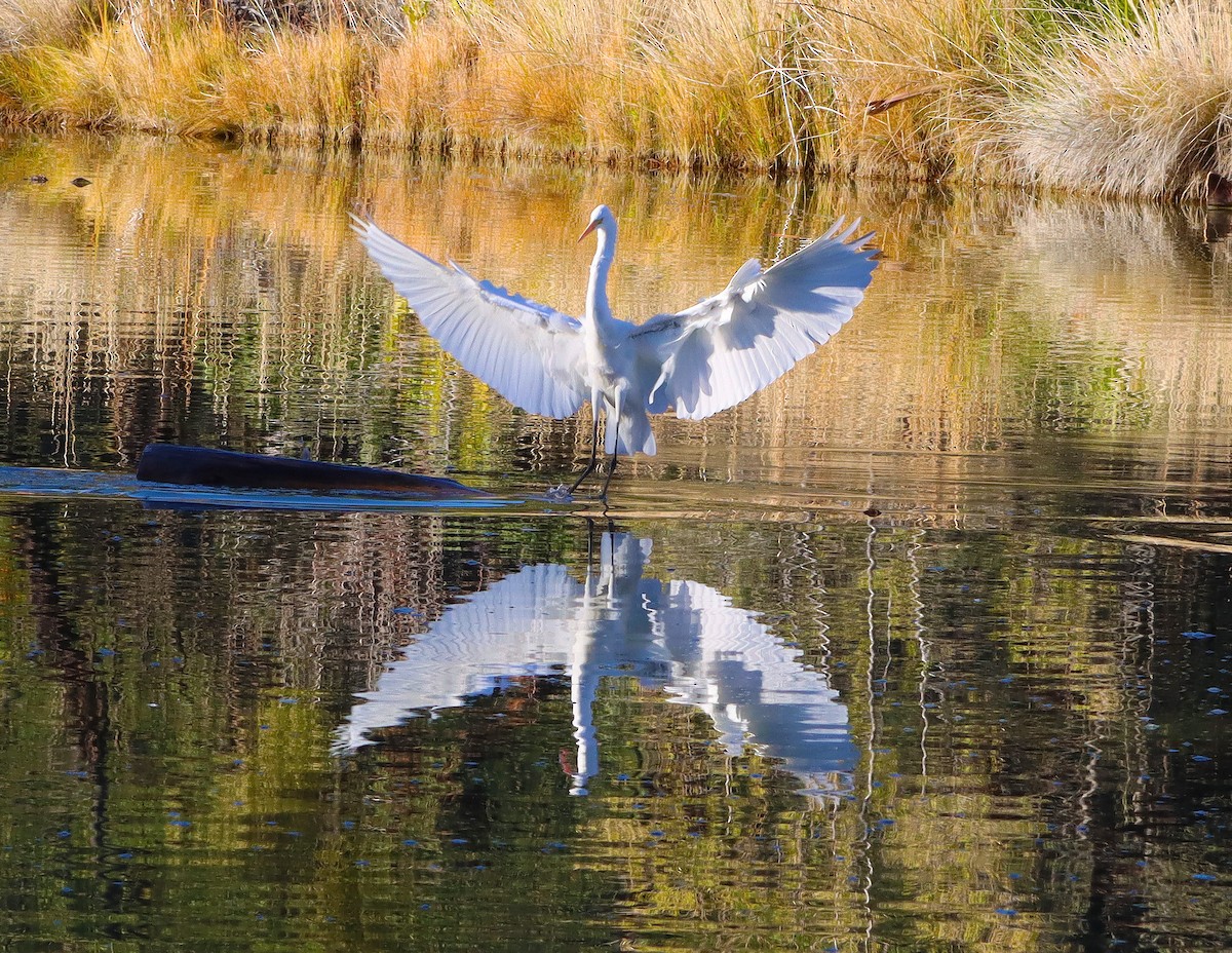 Garceta Grande - ML646762194