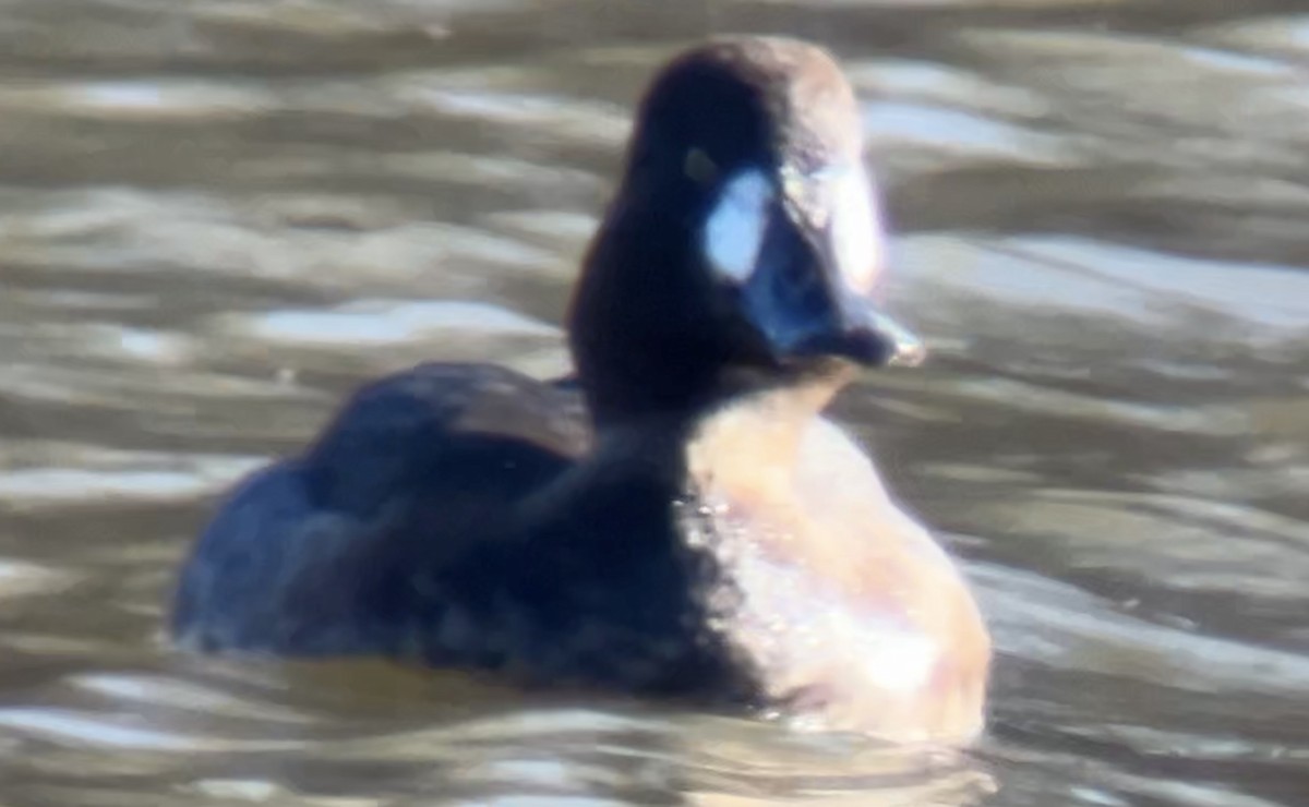 Greater Scaup - ML646762195