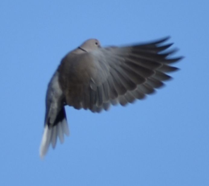 hrdlička zahradní - ML646762198