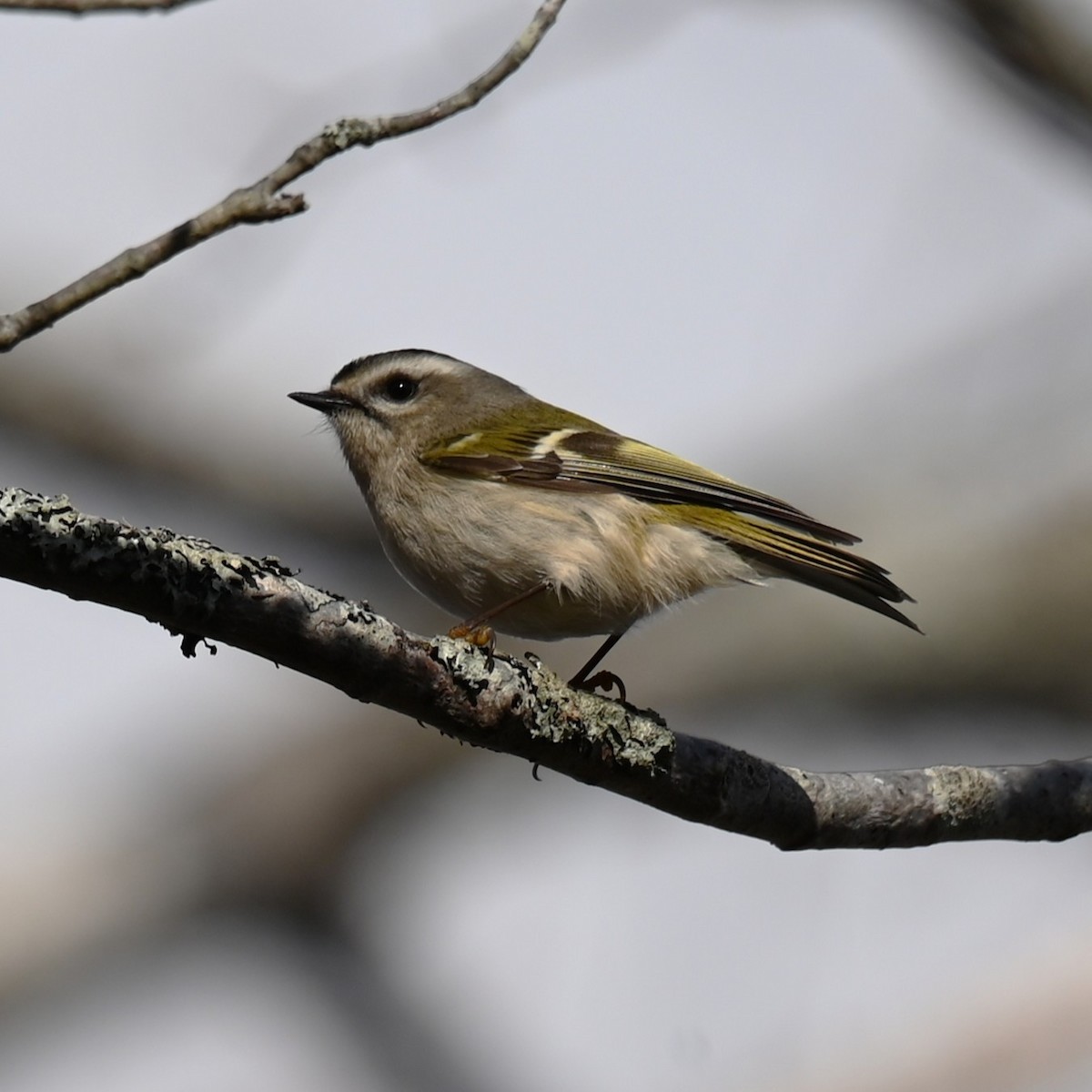 Reyezuelo Sátrapa - ML646762200