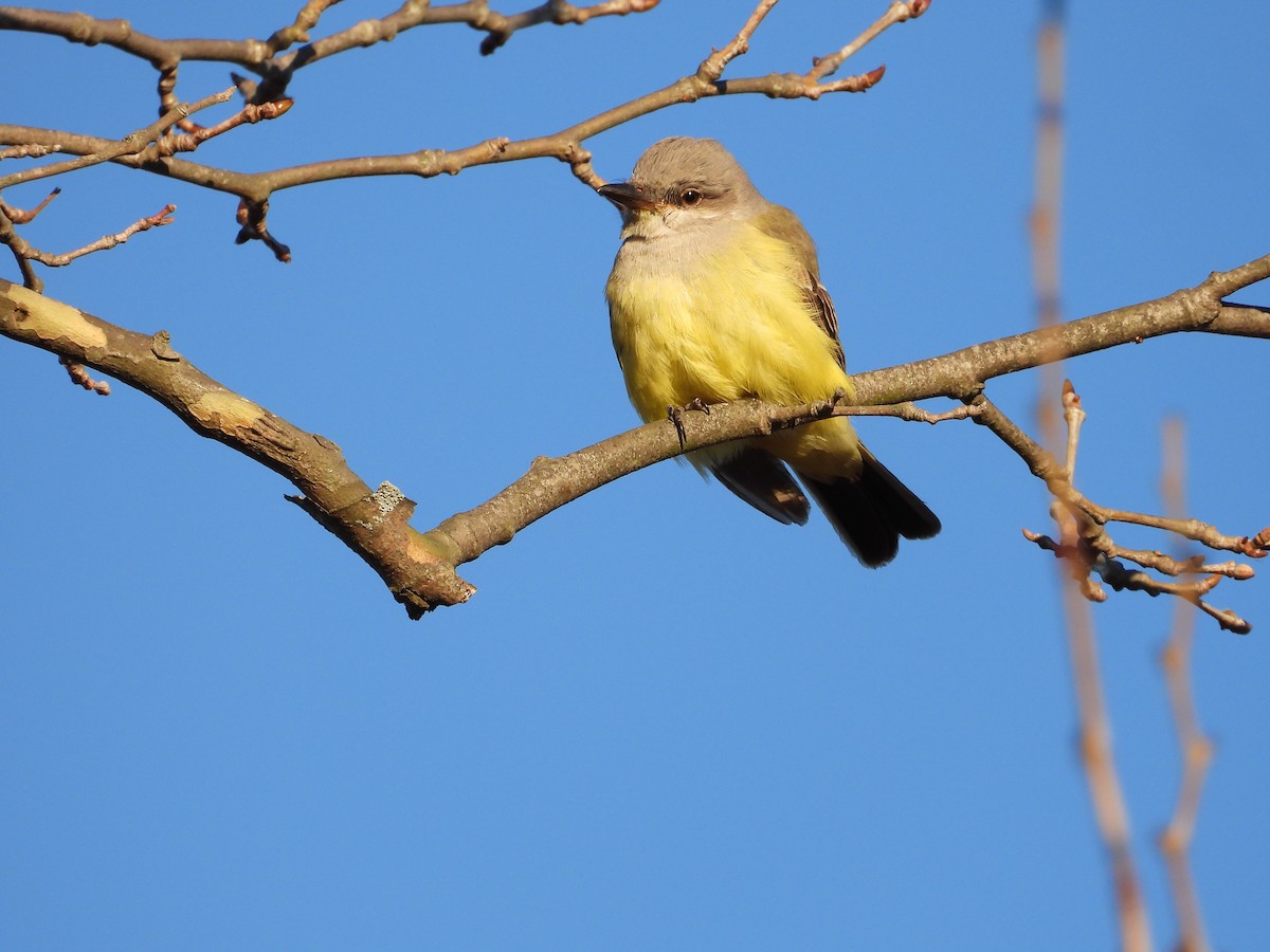 tyran západní - ML646762201