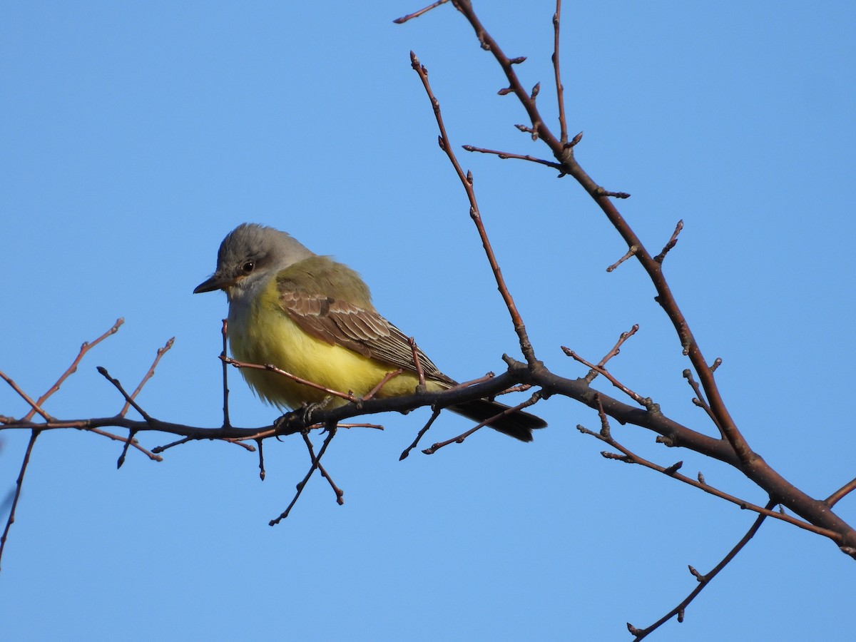 tyran západní - ML646762202