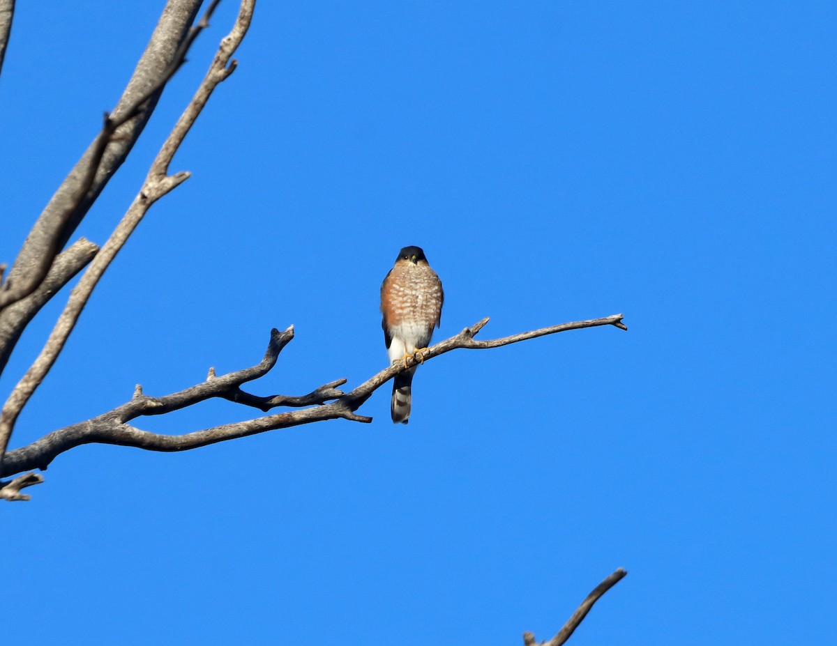 Gavilán Americano - ML646762203