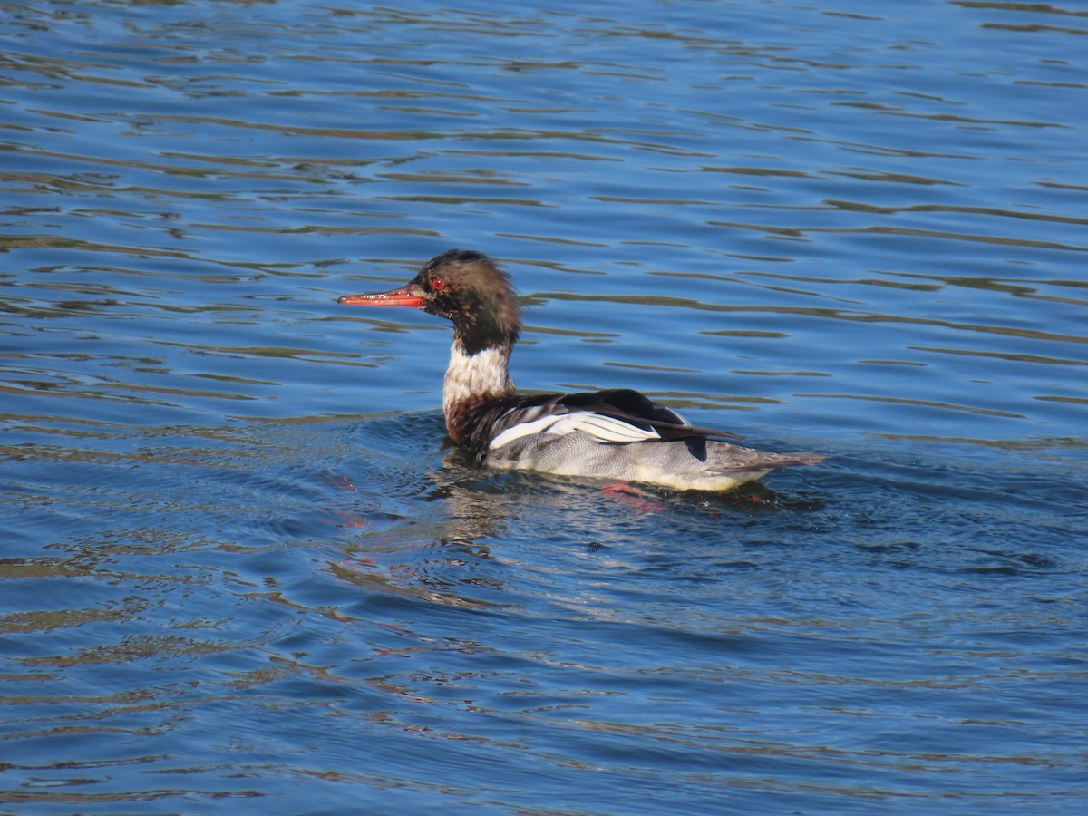 Serreta Mediana - ML646762204