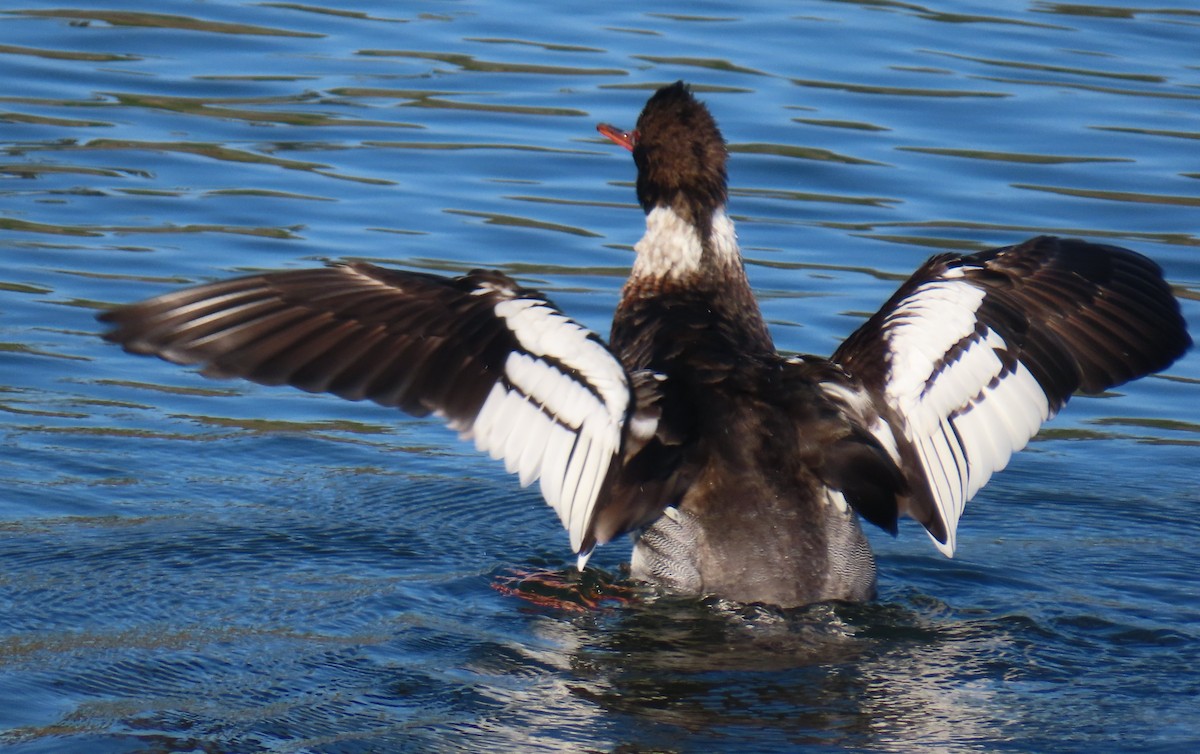 Serreta Mediana - ML646762207