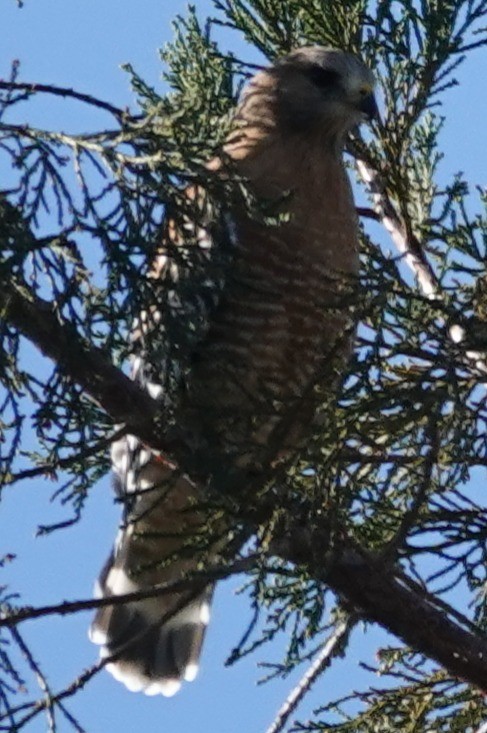 Red-shouldered Hawk - ML646762210