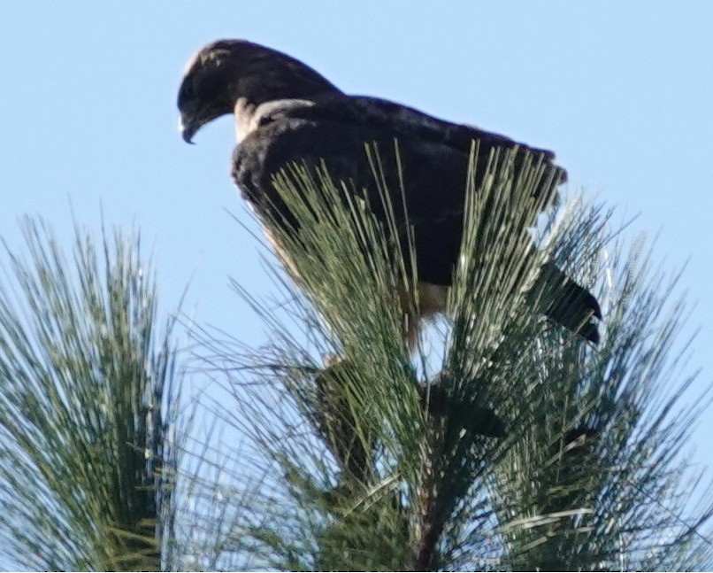 Red-shouldered Hawk - ML646762211