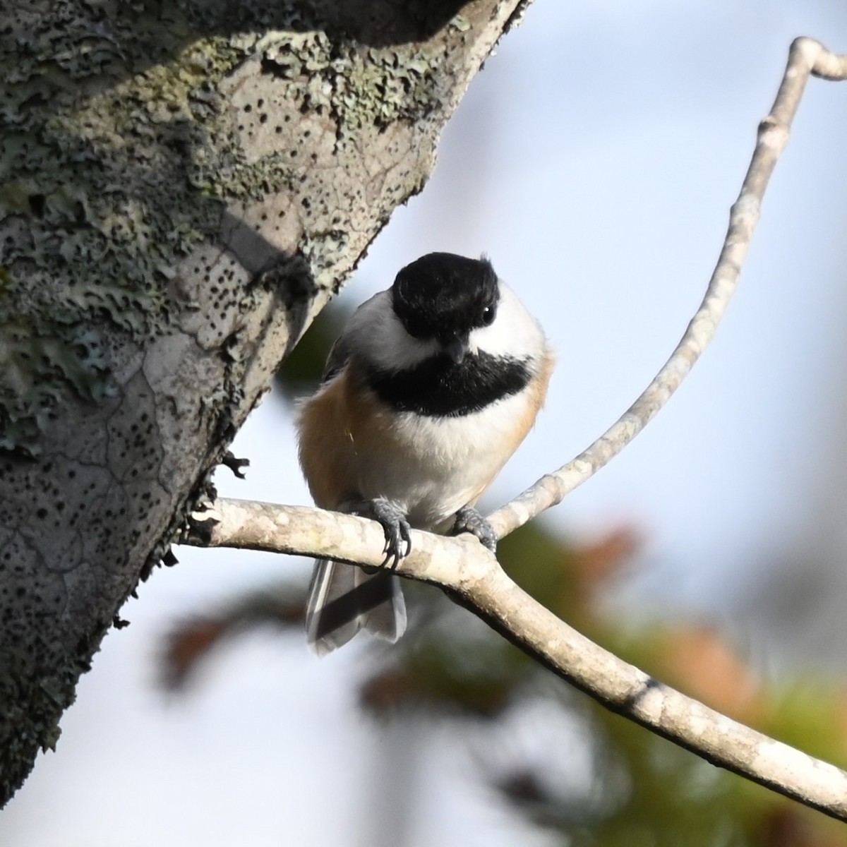 Carbonero Cabecinegro - ML646762212