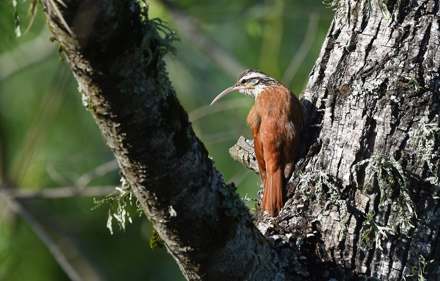 Narrow-billed Woodcreeper - ML646762213