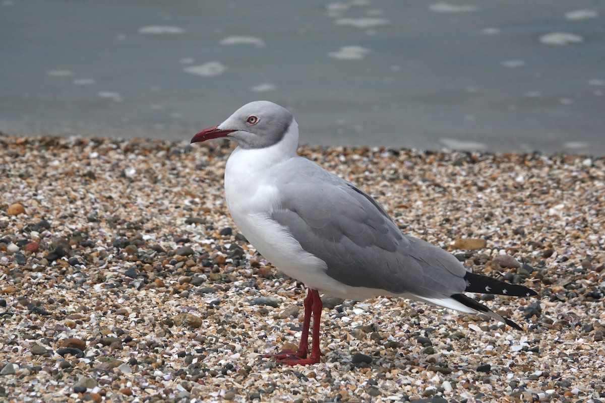 Gaviota Cabecigrís - ML646762215