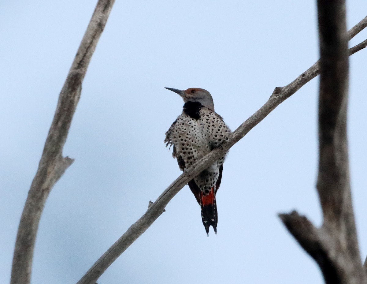 Carpintero Escapulario - ML646762217