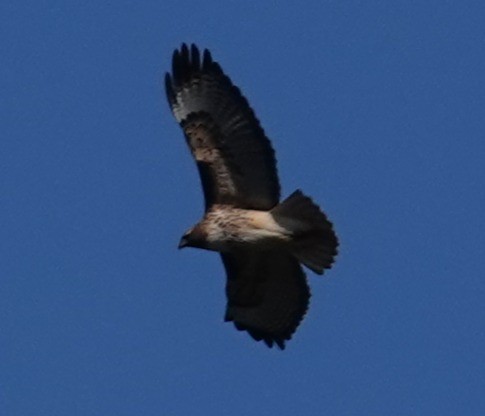 Red-tailed Hawk - ML646762219
