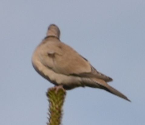 hrdlička zahradní - ML646762221