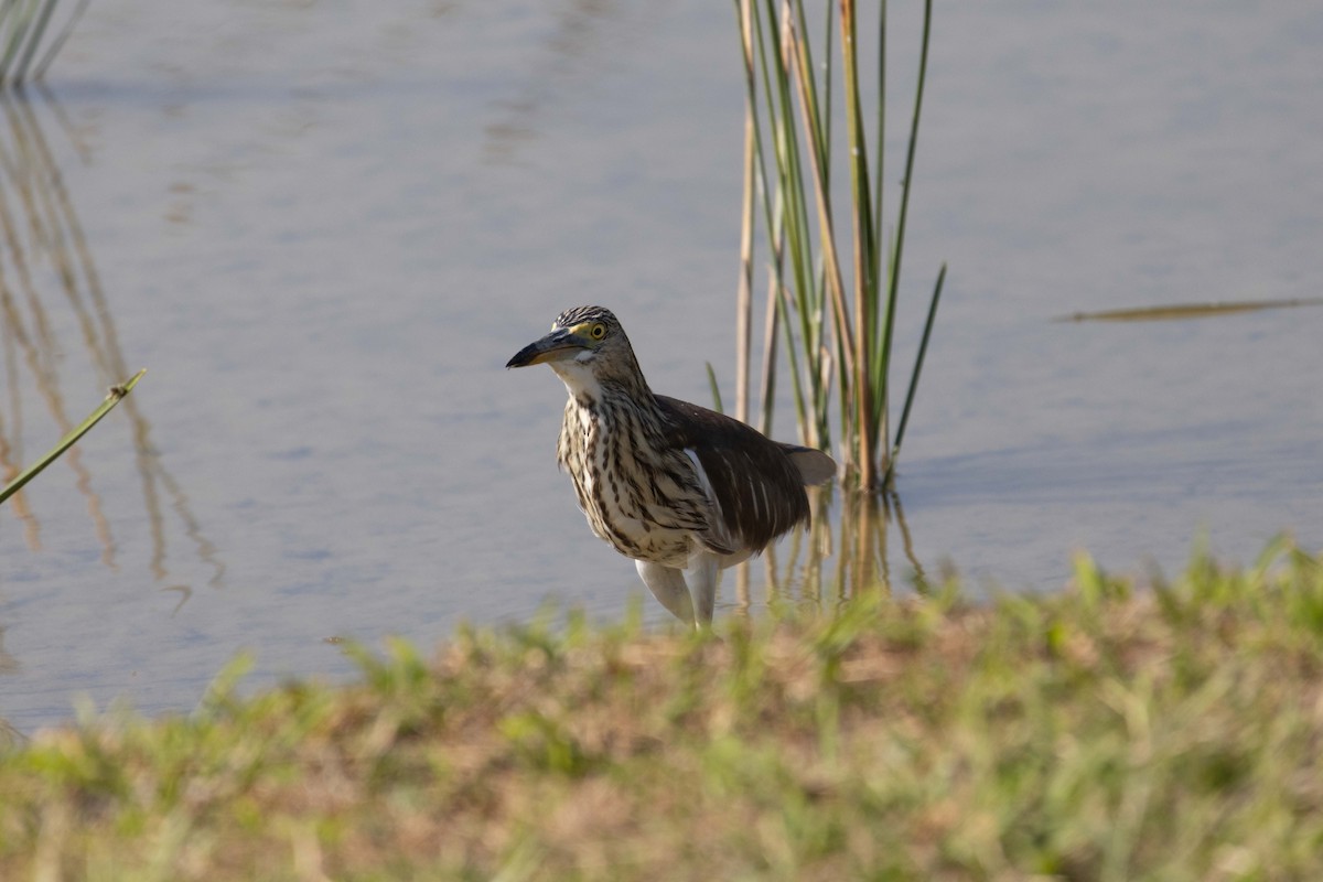 Chinese Pond-Heron - ML646762227
