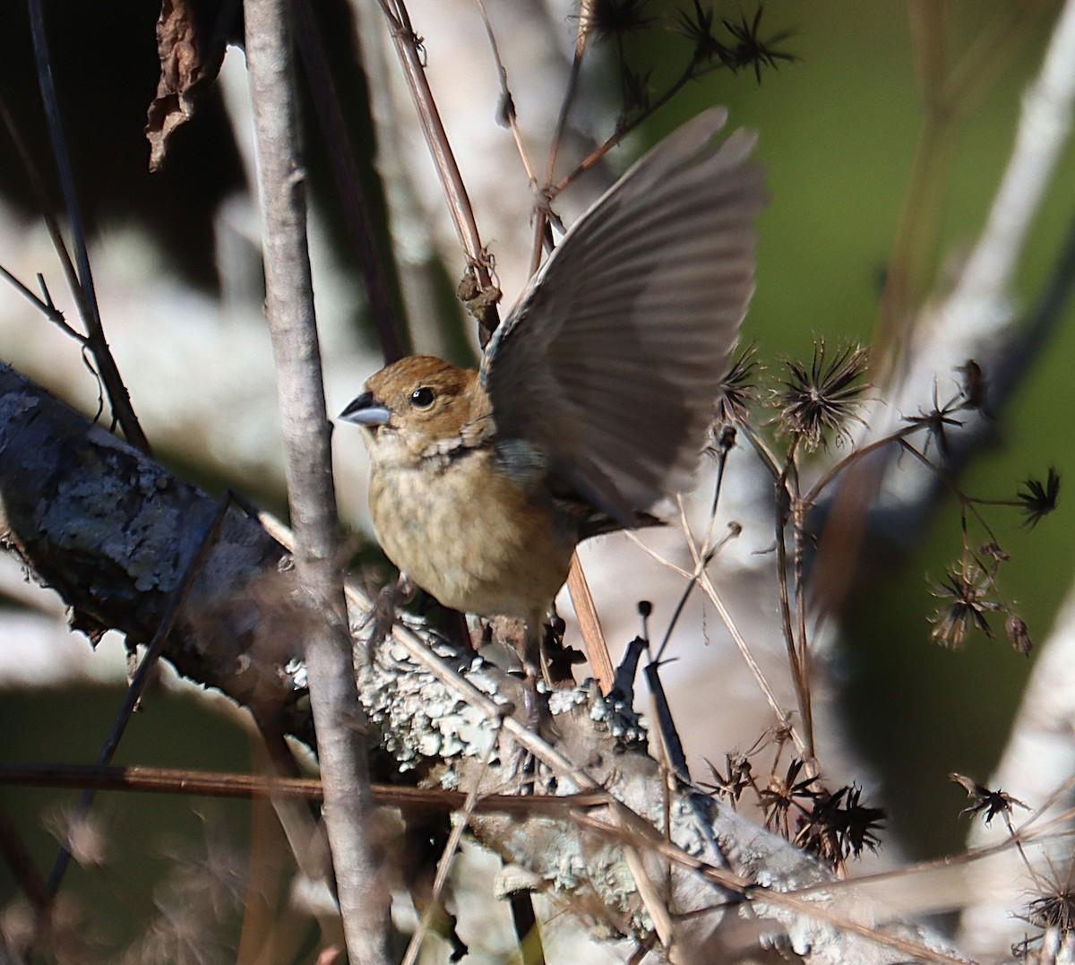 גיבתונית כחולה - ML646762228