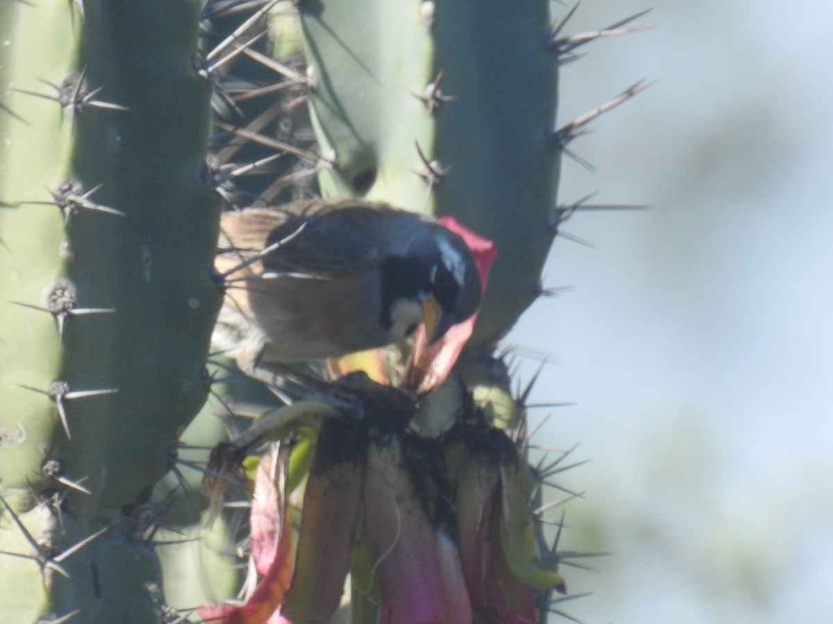 オナガシトド - ML646762231