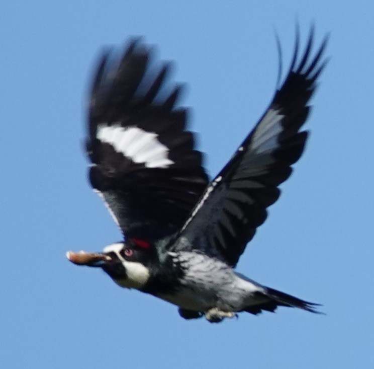 Acorn Woodpecker - ML646762232