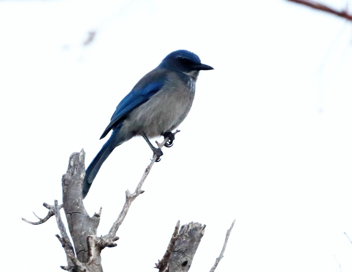 Chara de Woodhouse - ML646762233