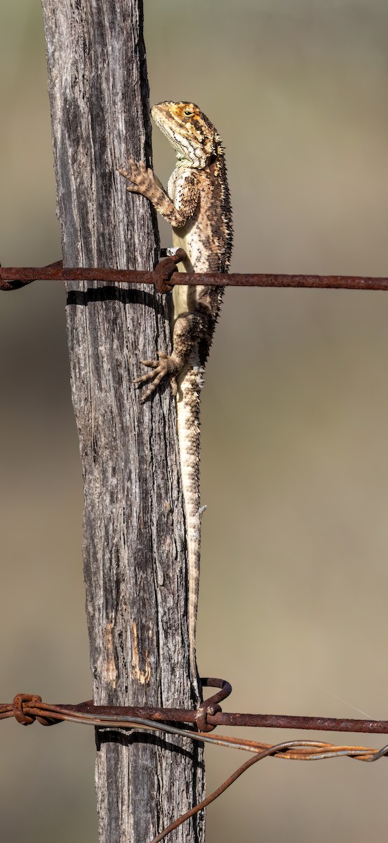 Ground Agama - ML646762234