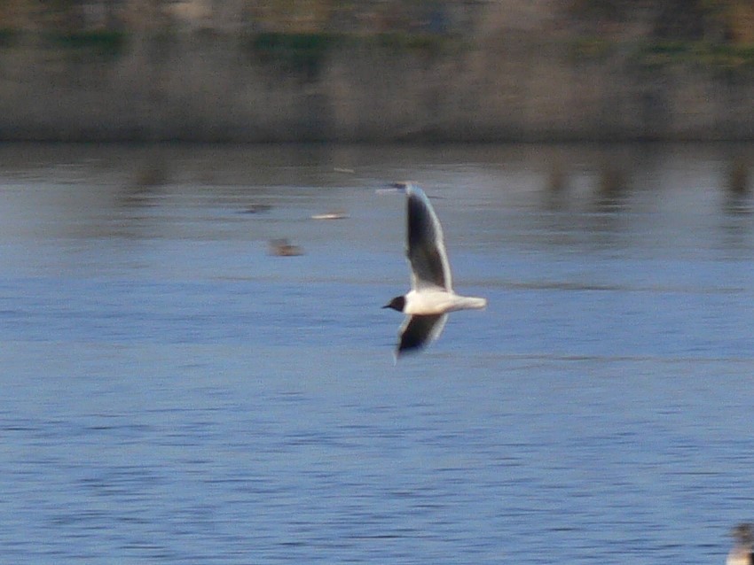 Little Gull - ML646762237