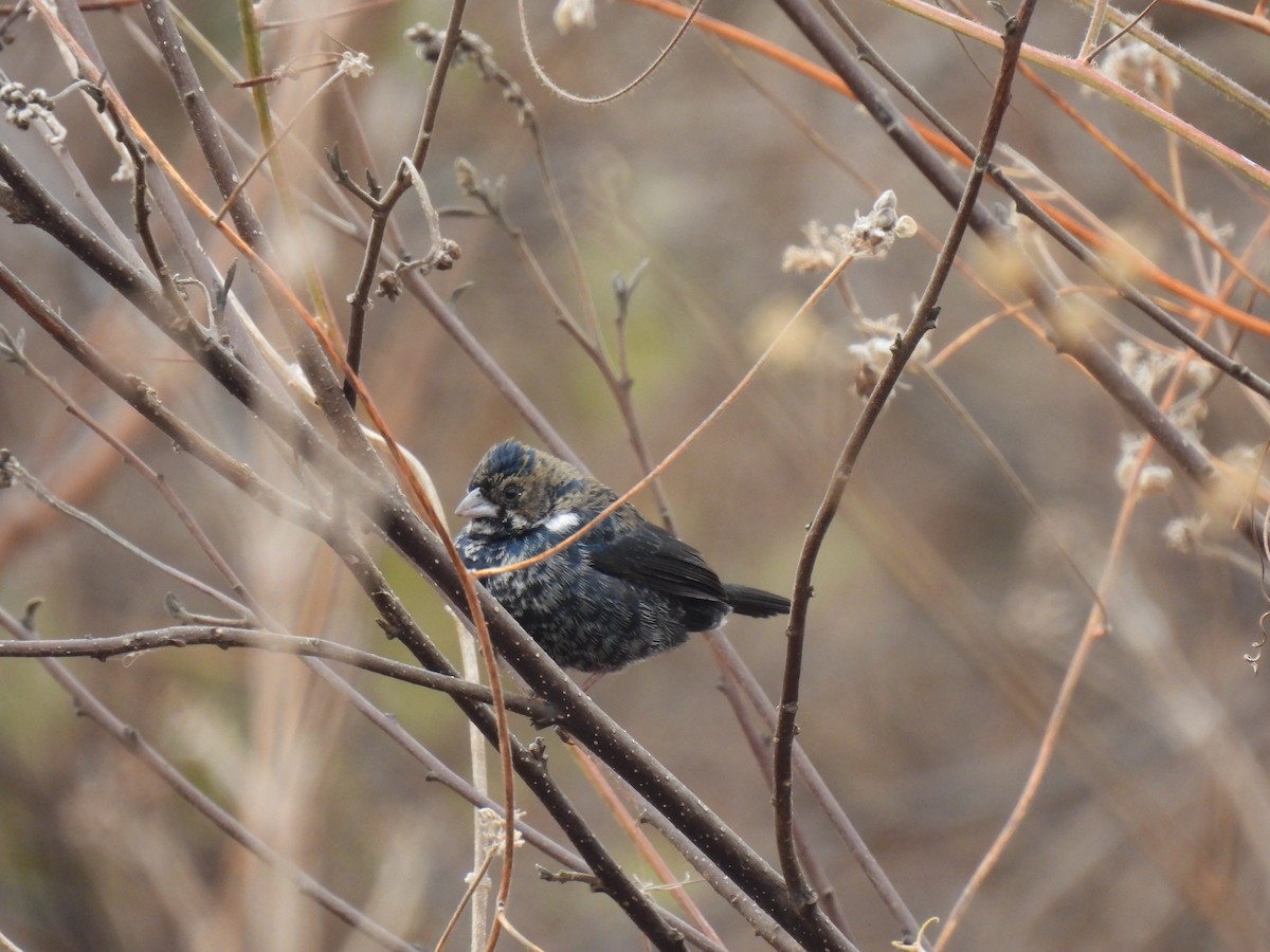 Blue-black Grassquit - ML646762238