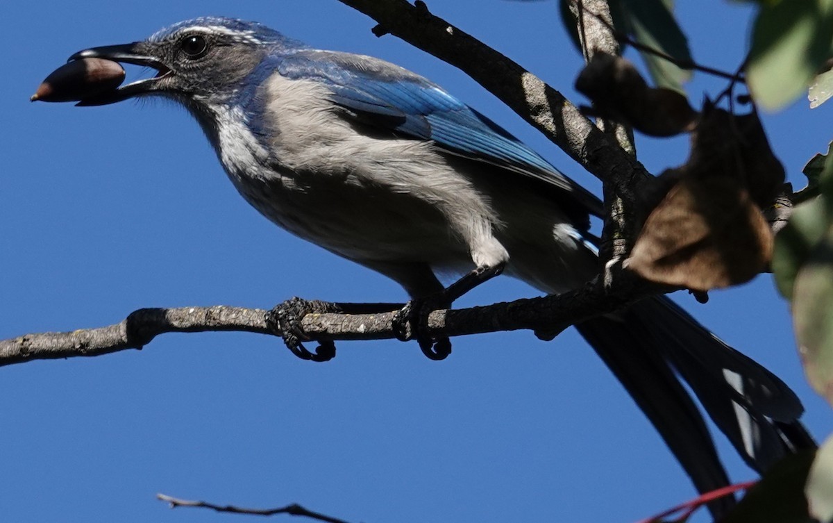 California Scrub-Jay - ML646762240