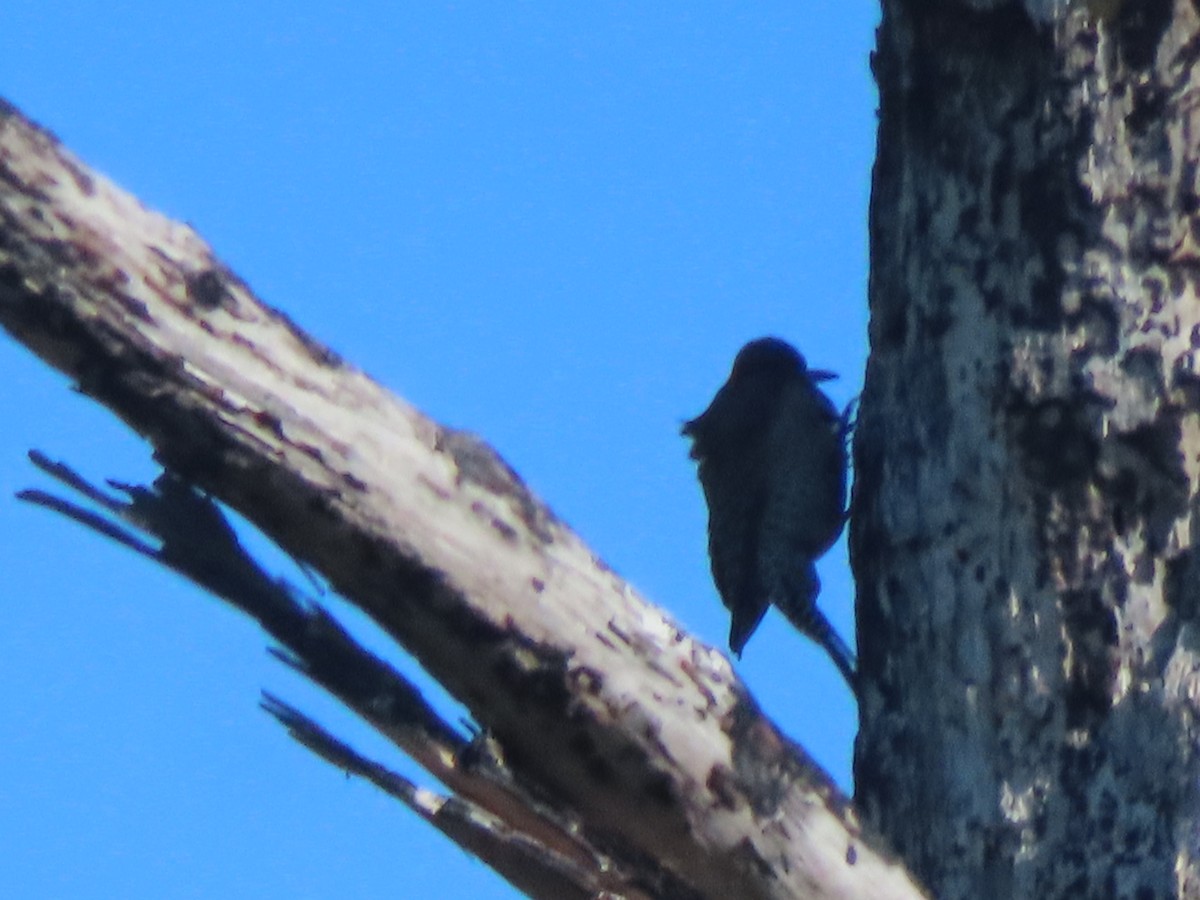 Altın Ağaçkakan - ML646762244